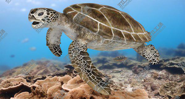 images/goods_img/20210312/Green Sea Turtle RIgged 3D model/1.jpg